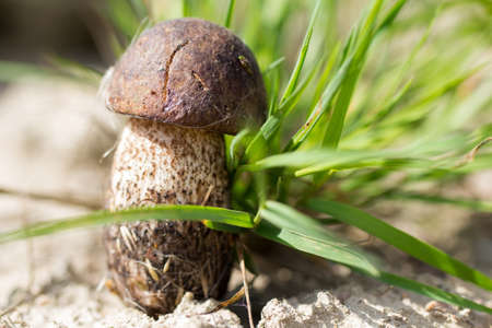mushroom in forestの写真素材