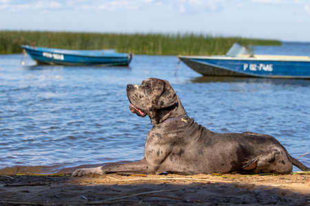 Mastiff dog on beachの写真素材