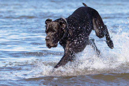 Black mastiff run in sea waterの写真素材
