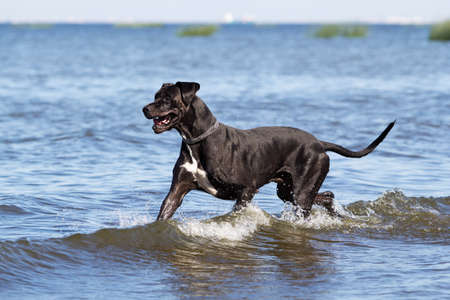 Black mastiff run in sea waterの写真素材