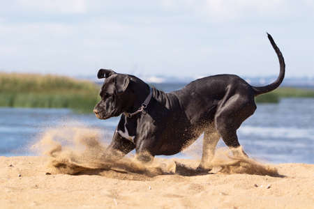 Black mastiff dog playing on the beachの写真素材