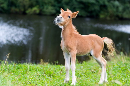 foal mini horse Falabellaの写真素材