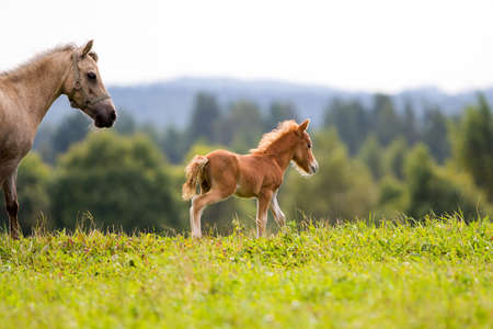 foal mini horse Falabellaの写真素材