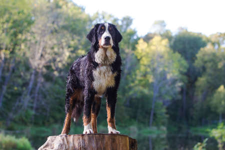Bernese Mountain Dog standing on tree stumpの写真素材