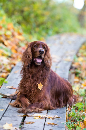 Red irish setter dog in autumn park