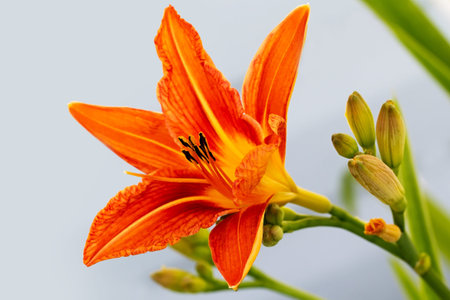 day-lily orange flowerの写真素材