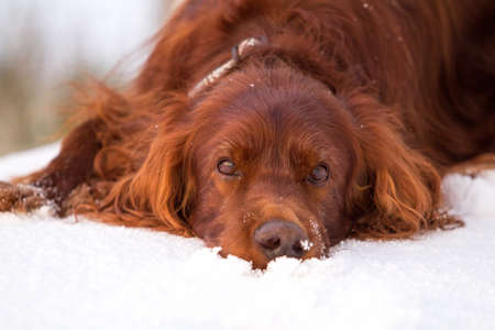 Red irish setter dog and first snowの写真素材