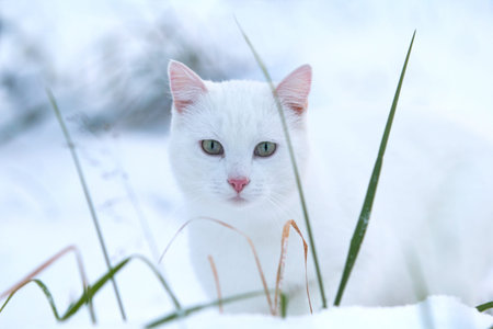 White cat in snowの写真素材