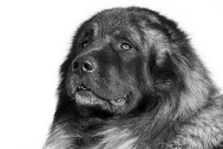 Caucasian Shepherd dog black and white portraitの写真素材