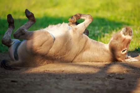 Grey donkey in fieldの写真素材