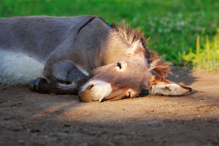Grey donkey in fieldの写真素材