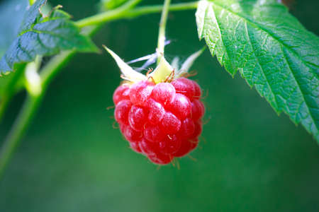 wild red raspberriesの写真素材