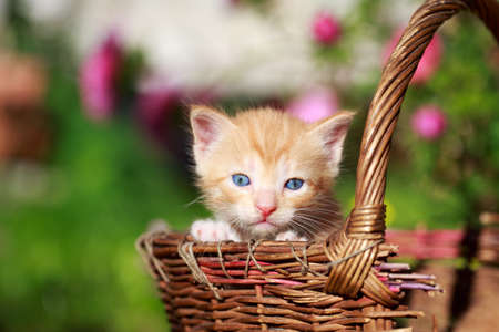 little kitten in basketの写真素材