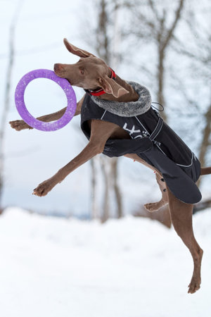 Weimaraner dog play with frisbee