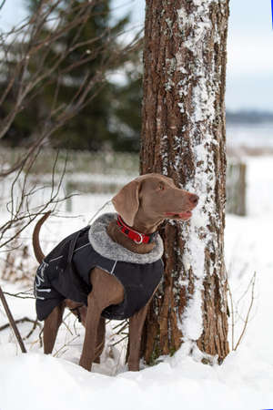 weimaraner dog in winterの写真素材