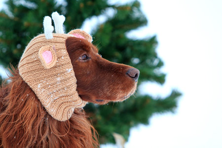 Red irish setter dog with knitting horns