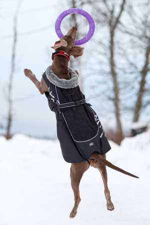 Weimaraner dog playingの写真素材