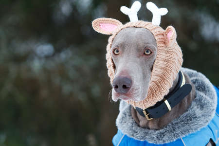Weimaraner dog in deer knitting hatの写真素材