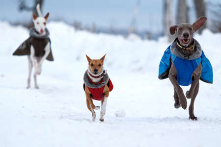 Weimaraner, Ibizan and bassenjsi dogs plays の写真素材