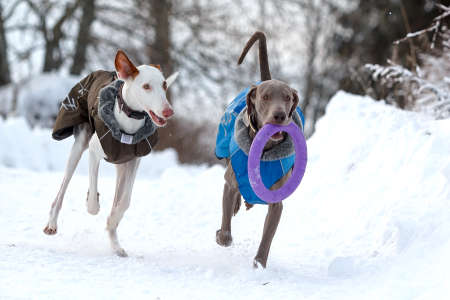 Two dogs runs and plays on the snow fieldの写真素材
