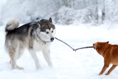 Malamute and eskimo dog play in winter