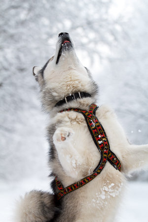 Malamute dog in winterの写真素材