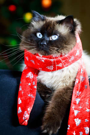 colourpoint catの写真素材