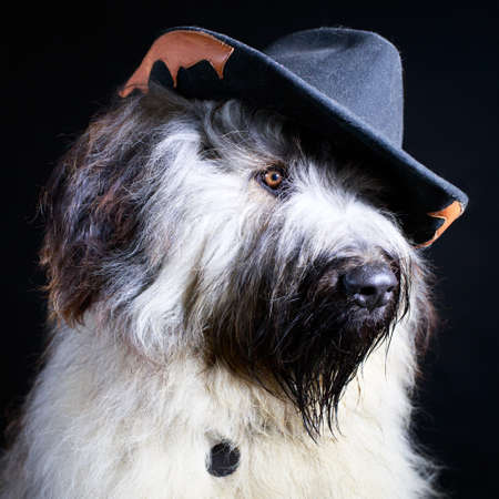 Pale yellow briard dogの写真素材