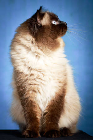 colourpoint catの写真素材