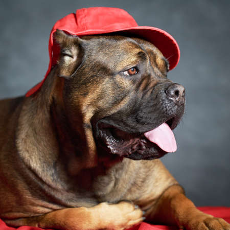 brown Cane Corso dogの写真素材