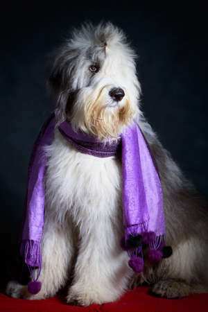 Old English Sheepdogの写真素材
