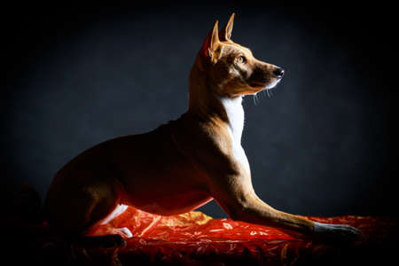 Basenji dogの写真素材