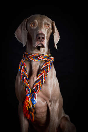 weimaraner dogの写真素材