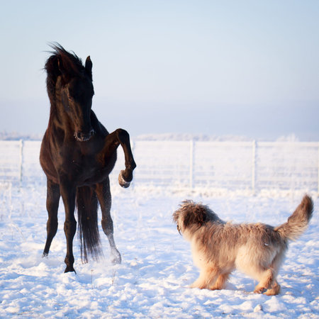 Black stallion and dog