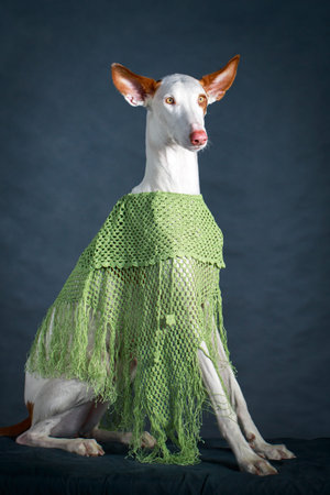 Ibizan Hound dogの写真素材