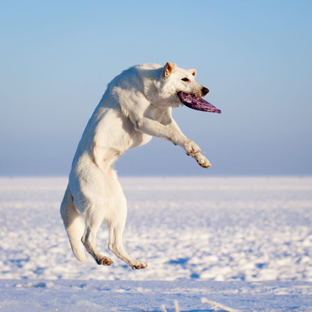 Berger Blanc Suisse Shepherd dogの写真素材