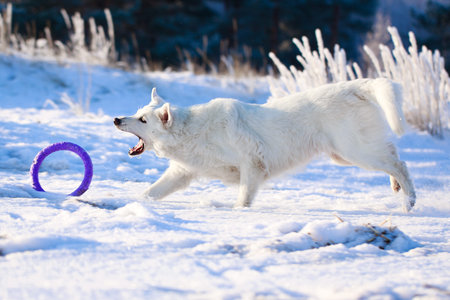 Berger Blanc Suisse Shepherd dog