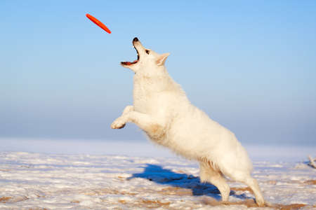Berger Blanc Suisse Shepherd dogの写真素材
