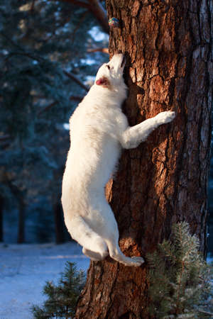 Berger Blanc Suisse Shepherd dogの写真素材