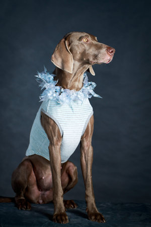 weimaraner dogの写真素材