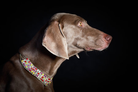weimaraner dogの写真素材