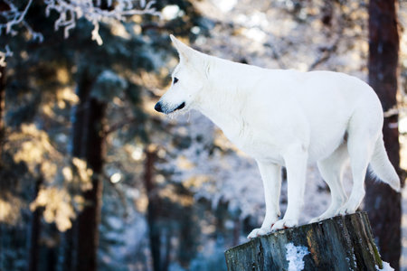 Berger Blanc Suisse Shepherd dog