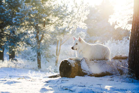 Berger Blanc Suisse Shepherd dogの写真素材