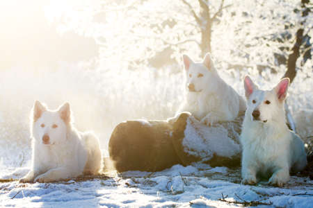 Berger Blanc Suisse Shepherd dogの写真素材