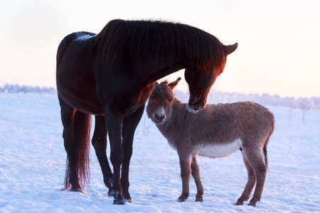 Grey donkey and black horseの写真素材