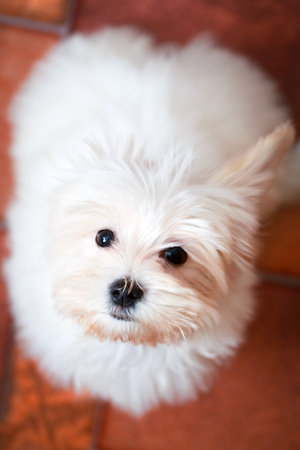 White Puppy Maltese dog