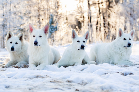 Berger Blanc Suisse Shepherd dog