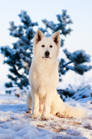 Berger Blanc Suisse Shepherd dogの写真素材