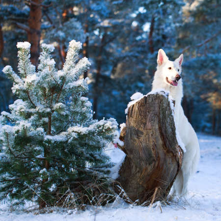 Berger Blanc Suisse Shepherd dogの写真素材