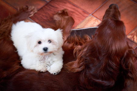 White Puppy Maltese dog